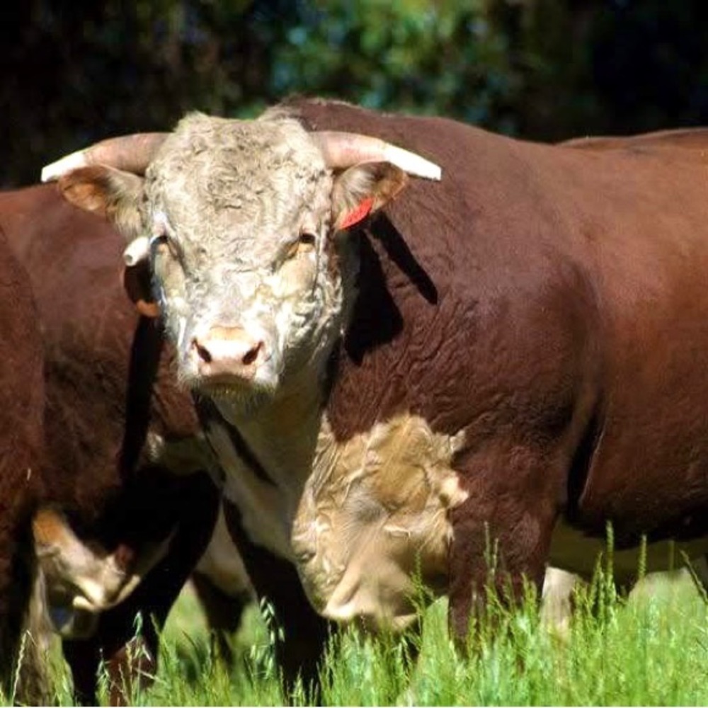 ♥️🌿🌱🐂🌱🌿♥️🌿🌱🐂🌱🌿♥️🌿🌱🐂 - Picture 12 of 16